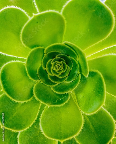 green background PLANT