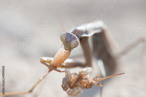 The praying mantis feeds on a grasshopper