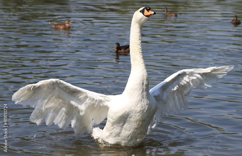Swan on lake with wings out stretched