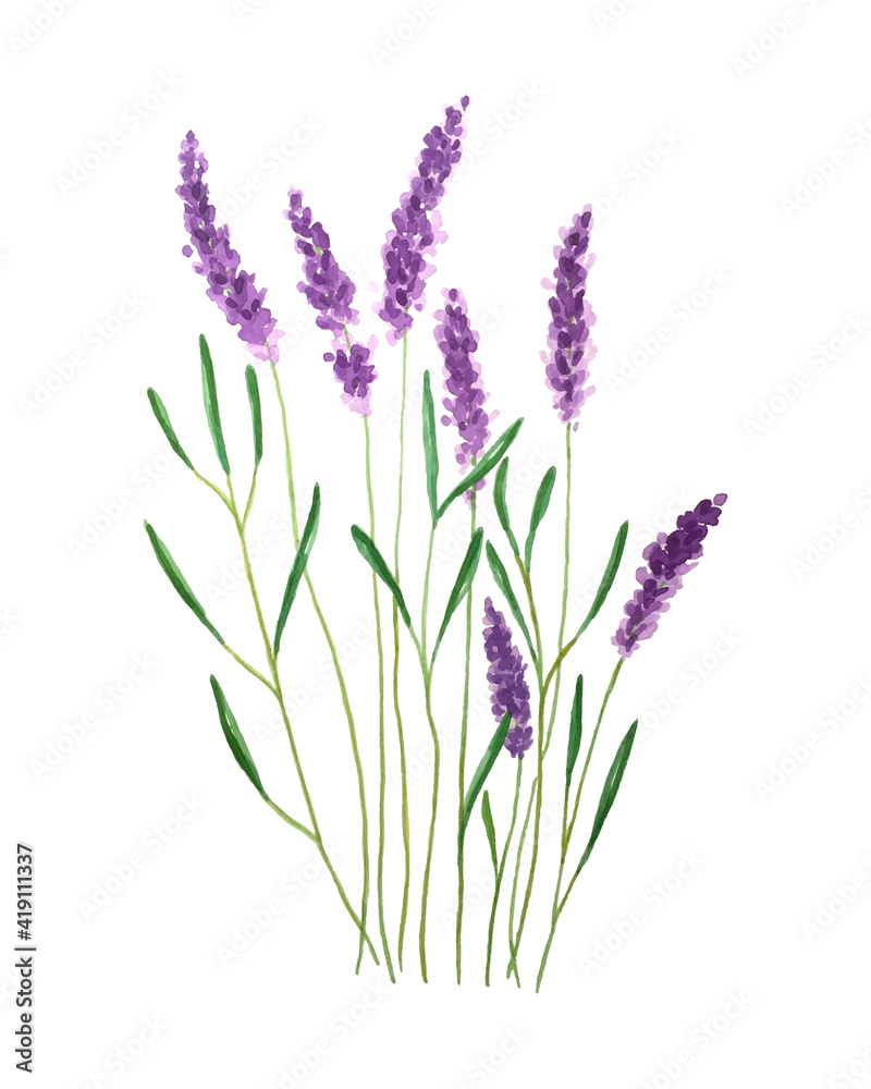 Fototapeta premium Watercolor of lavender hand drawing. Illustration for greeting cards, invitations and other print projects. Vector illustration
