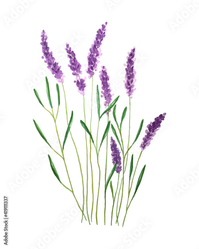 Watercolor illustration of lavender. Watercolor. Vector illustration. Illustration for greeting cards  invitations and other print projects. Vector illustration