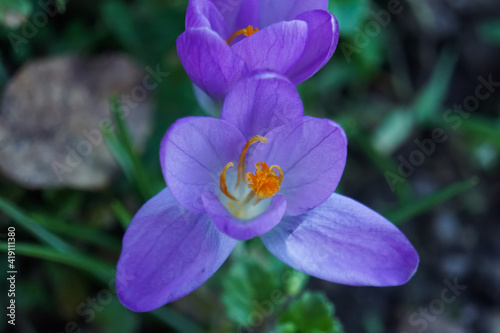Fleur de printemps - Colchique