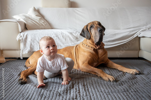 Little girl playing with big dog in home living room in white color. Dog is fila brasileiro breed. The concept of lifestyle, childhood, upbringing and family