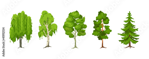 Cartoon summer tree set. Aspen, birch, maple, pine, willow, spruce wood plants with leaf. Green big planting trees for garden forest park landscape cartoon isolated