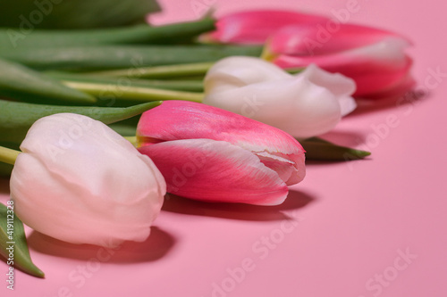 Fototapeta Naklejka Na Ścianę i Meble -  Pink and white tulips on a pink background. Flat lay, top view. Love, International Women day,8 March, Happy Easter, Mother day and Happy Valentine day concept. Copy space for text