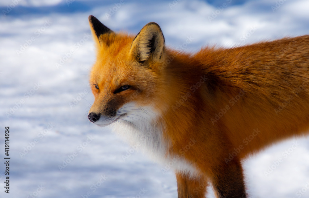 Obraz premium Very beautiful wild fox near Canadian forest in winter