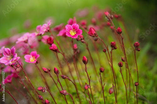 Small unusual pink flowers. A closeup of a blooming Saxifraga arendsii. Macro photography of flowers. © Flowers Сolors