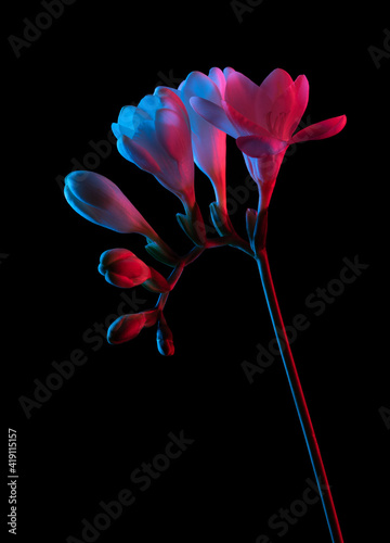 White Freesia flowers blooming, with buds on stem, pink and blue neon light. Isolated on black background. photo