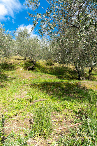 Mediterranean olive field with old olive tree, Italy
