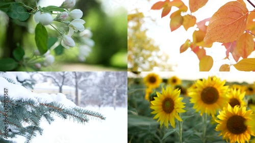 Seasons - collage with the image of nature at different times of the year. A beautiful collage - autumn, winter, spring, summer - four seasons.
