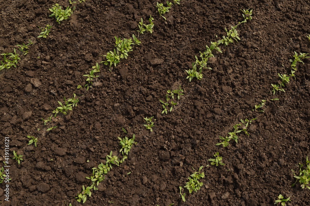 The Rows Of Young Plants Growing In The Greenhouse. The rows of young plants . Young parsley, sown in rows, close-up. The Rows Of Young Plants Growing In The Greenhouse. The rows of young plants . Young parsley, sown in rows, close-up.