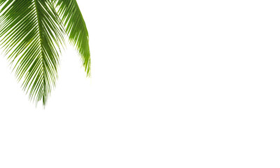 Green palm leaves white background isolated closeup, palm leaf corner border, palm branches frame, palm tree, tropical foliage banner, exotic pattern, decoration, design element, empty text copy space