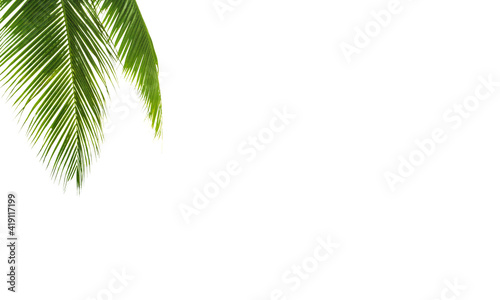 Green palm leaves white background isolated closeup, palm leaf corner border, palm branches frame, palm tree, tropical foliage banner, exotic pattern, decoration, design element, empty text copy space
