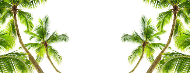 Green palm leaves white background isolated closeup, palm leaf corner border, palm branches frame, palm tree, tropical foliage banner, exotic pattern, decoration, design element, empty text copy space
