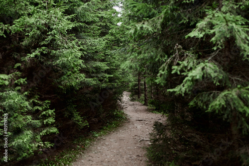 Rocky natural trail in the middle of evergreen forest in mountains on cloudy autumn day. Getaway vacation into natural surrounding. Mountain resort recreation, climbing. Hiking in the woods.