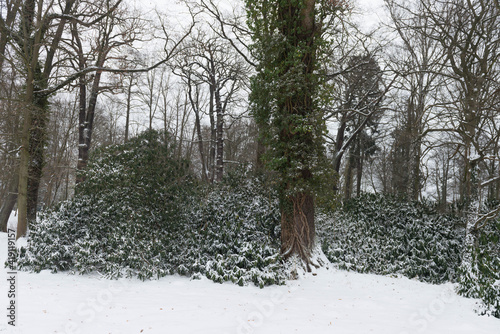 Park dworski w Iłowej. Zima w parku, krzewy azalii pokryte śniegiem.