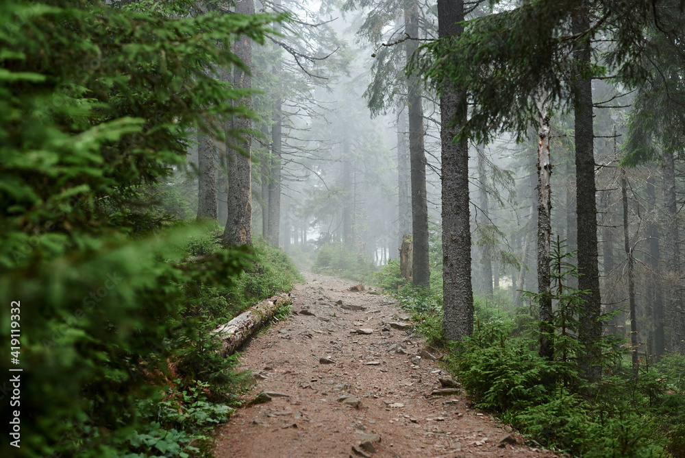 Obraz premium Rocky natural trail in the middle of evergreen forest in mountains on cloudy autumn day. Getaway vacation into natural surrounding. Mountain resort recreation, climbing. Hiking in the woods.