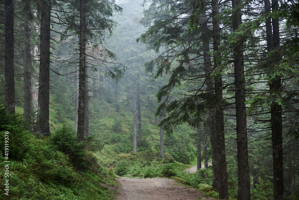 Fototapeta premium Rocky natural trail in the middle of evergreen forest in mountains on cloudy autumn day. Getaway vacation into natural surrounding. Mountain resort recreation, climbing. Hiking in the woods.