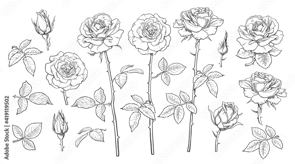 Big set of rose flowers, open and unblown rosebuds, leaves and stems Hand drawn realistic vector illustration.