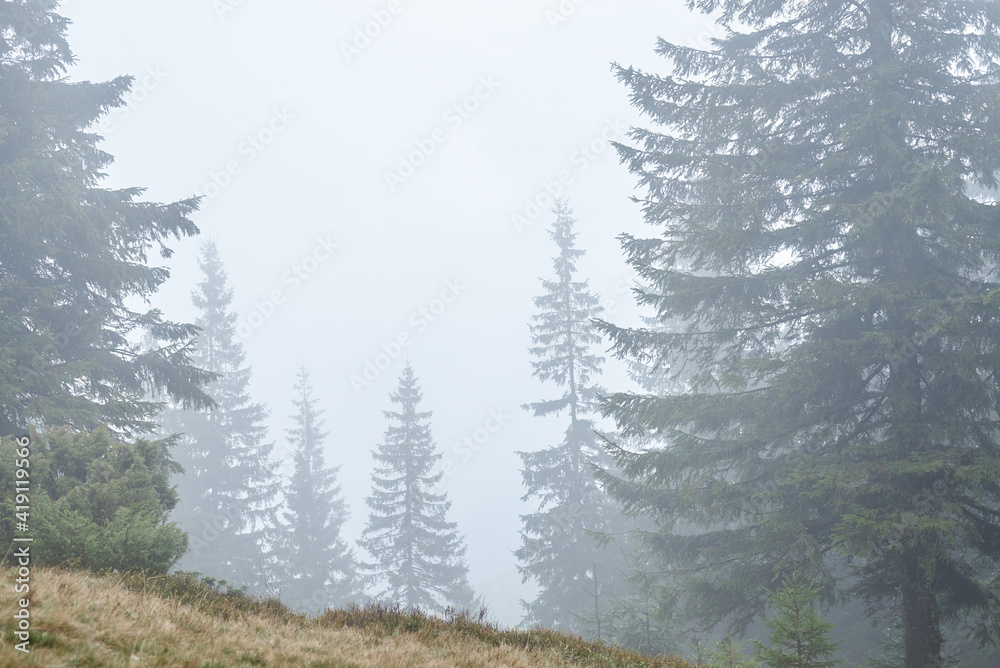 Beautiful landscape view with evergreen spruces. Mountains covered with fog on cloudy autumn day. Getaway vacation into natural surrounding. Mountain resort recreation. Beautiful landscape view with evergreen spruces. Mountains covered with fog on cloudy autumn day. Getaway vacation into natural surrounding. Mountain resort recreation.