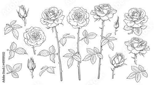 Big set of rose flowers, open and unblown rosebuds, leaves and stems Hand drawn realistic vector illustration.