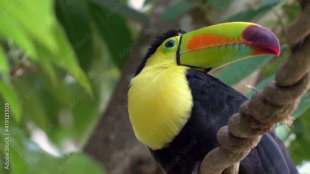Fototapeta premium yellow billed toucan