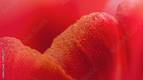 Orange tulip petals close-up