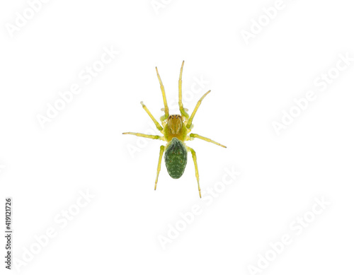 Green cribellate spider isolated on white background, Nigma walckenaeri © Danut Vieru