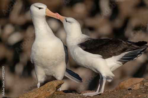 The Black-browed albatross (Thalassarche melanophris) photo