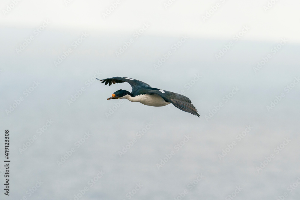 King Cormorant (Phalacrocorax atriceps) King Cormorant (Phalacrocorax atriceps)