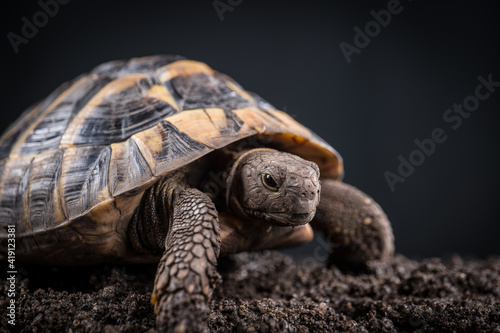 Eastern Hermann's tortoise, European terrestrial turtle, Testudo hermanni boettgeri, turtle on a black background and garden soil