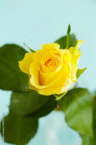 beautiful single yellow rose on blue background