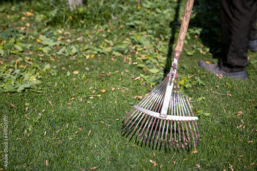 The gardener cleans the garden with a fan rake.