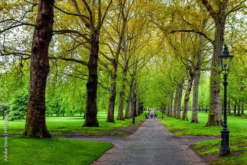Fototapeta Naklejka Na Ścianę i Meble -  Alley with trees in park