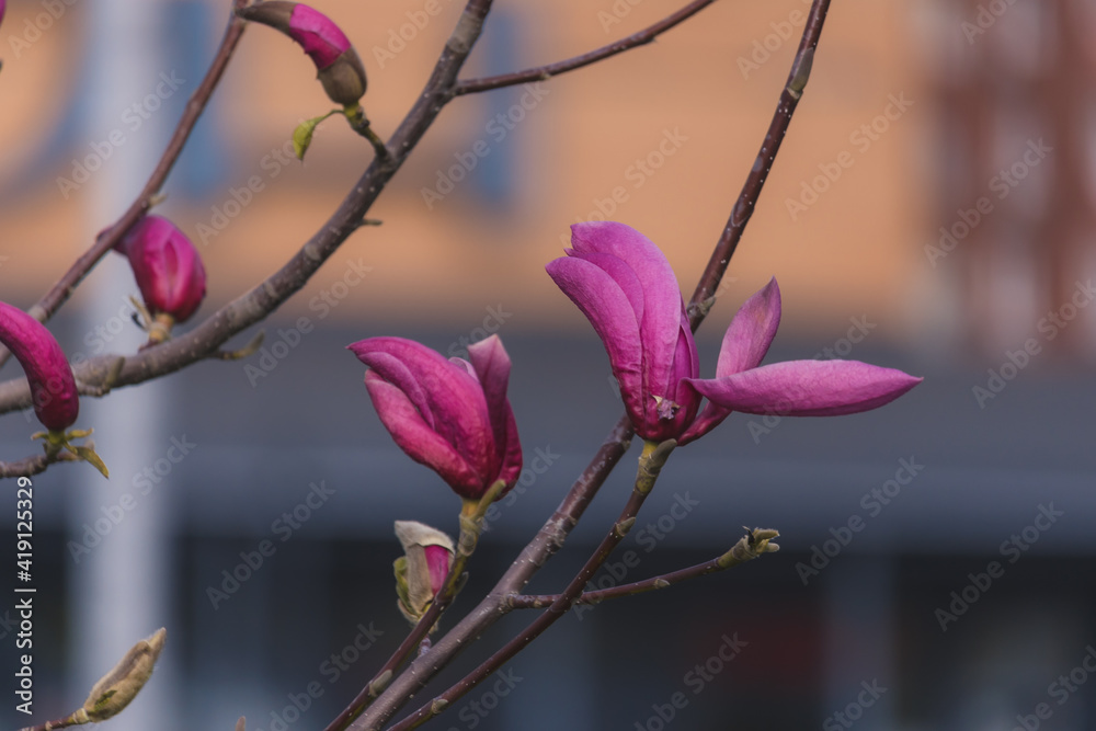 Beautiful pictures of spring magnolias Beautiful pictures of spring magnolias