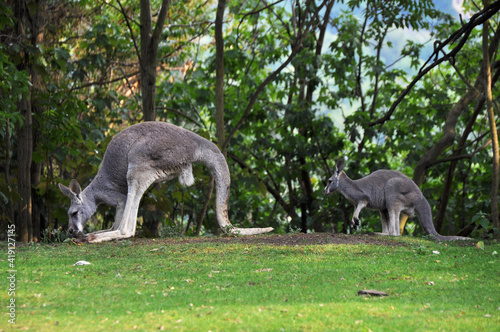 Kangaroo