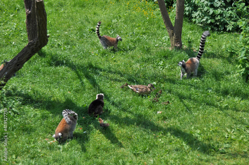 Fototapeta premium Raccoons are fighting a duck and ducklings