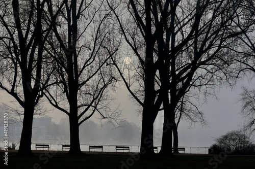Fog in the park