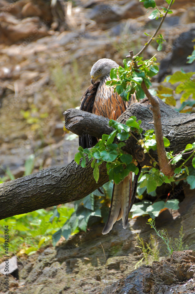 Obraz premium Feathered predator