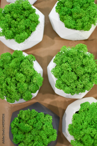 Stabilized green moss in white concrete pots