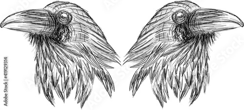 Ravens heads vector sketch  - original sketch portrait print 