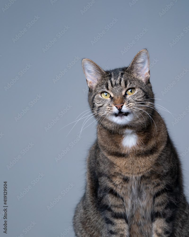 studio portrait of a tabby shorthair cat making funny face on gray background with copy space