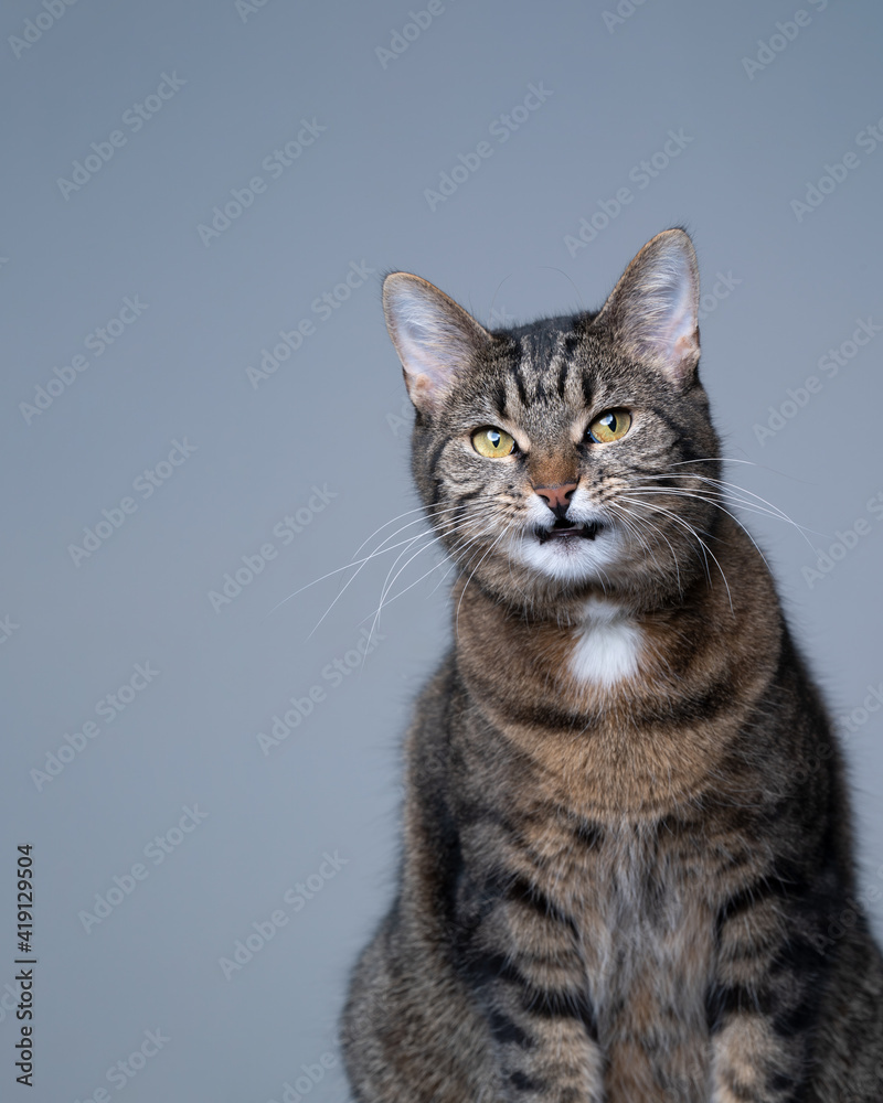 studio portrait of a tabby shorthair cat making funny face on gray background with copy space studio portrait of a tabby shorthair cat making funny face on gray background with copy space