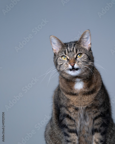 studio portrait of a tabby shorthair cat making funny face on gray background with copy space