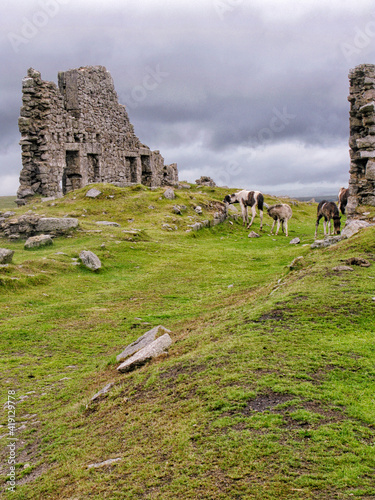 Horses on the moors of Dartmoor