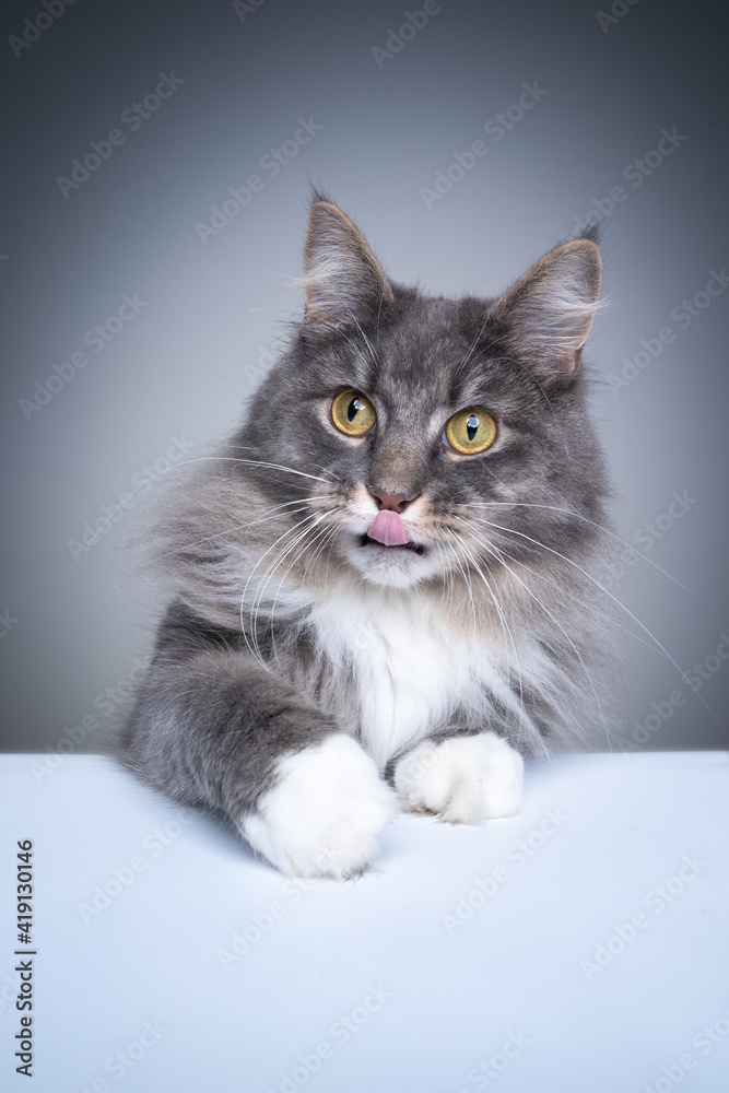 studio shot with copy space of a curious gray white maine coon cat licking lips