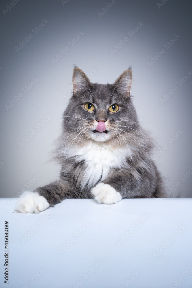 studio shot with copy space of a curious gray white maine coon cat licking lips looking mischievous