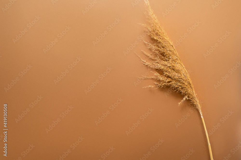 close-up Beige reeds  on tan color modern background