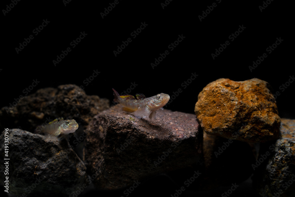 Freshwater Goby fish on rock underwater. Soft focus macro photography , motion blur image 