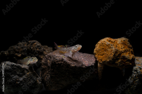 Freshwater Goby fish on rock underwater. Soft focus macro photography , motion blur image 